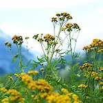 Familotel Kindl 4* Neustift im Stubaital
